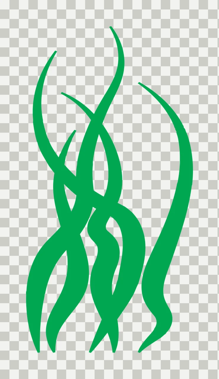 Silhouette Design of Seaweed with fronds, leaves, kelp and plant in green and white transparency and detail preview thumbnail