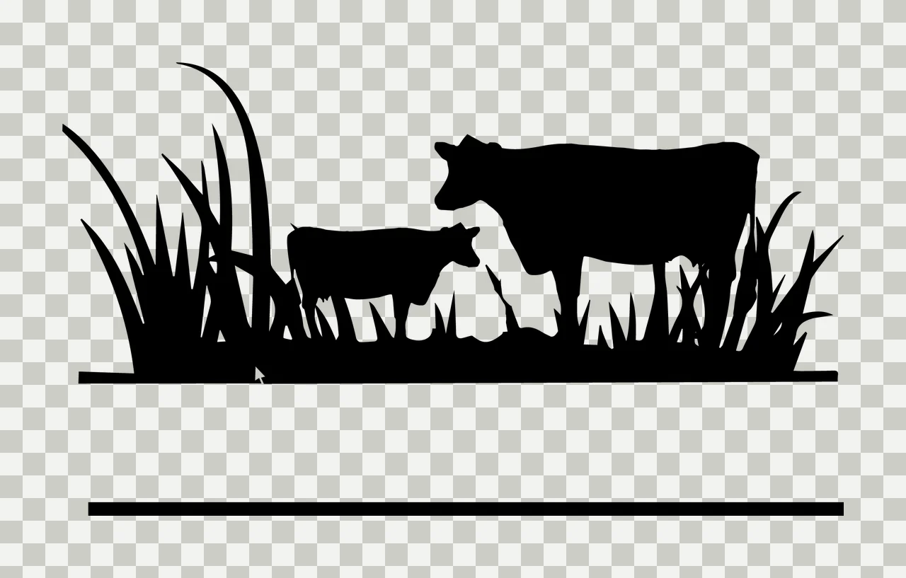Can Glass Wrap Cows In Tall Grass Split transparency and detail preview thumbnail