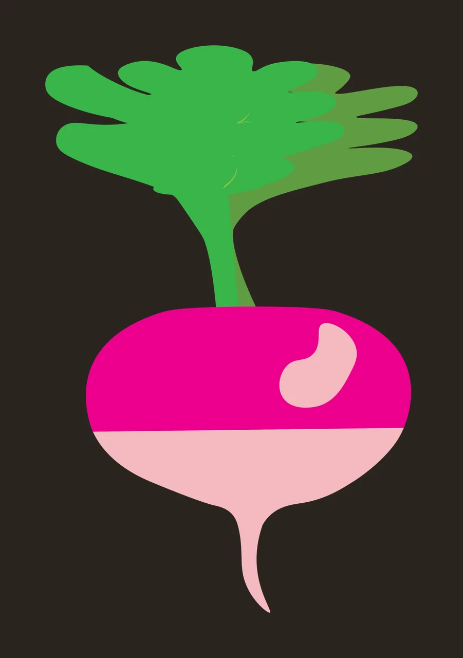Radish Illustration with magenta bulb, light pink base, curved taproot and green leafy stem contrast preview thumbnail