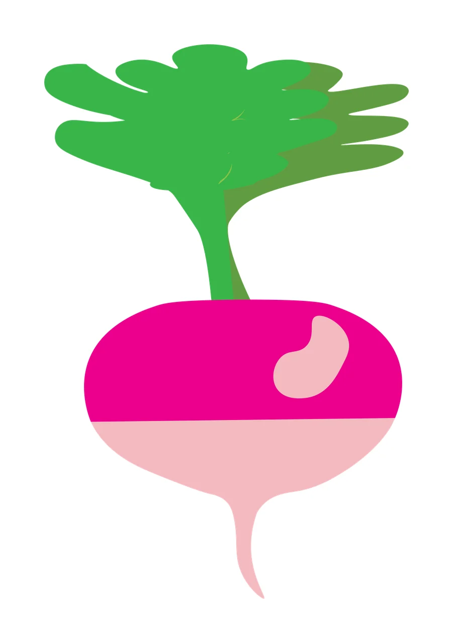 Radish Illustration with magenta bulb, light pink base, curved taproot and green leafy stem
