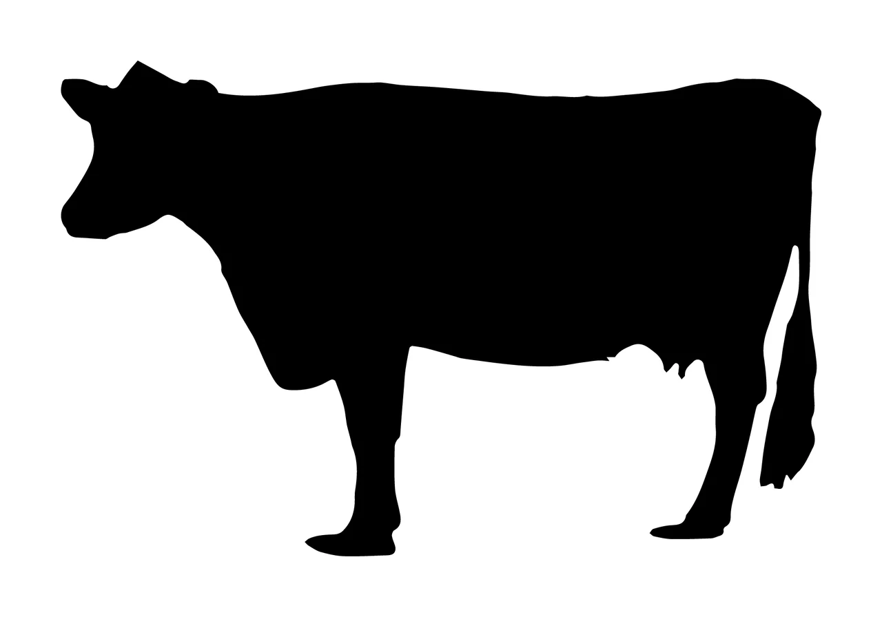 Cow Silhouette Profile Of A Standing Against White black animal