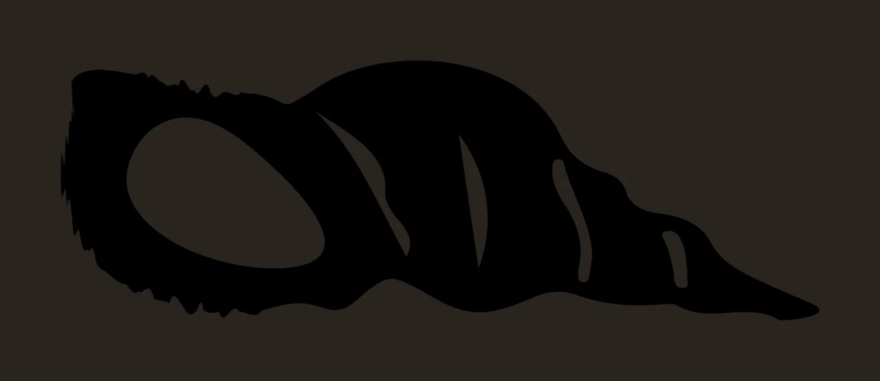 A Black Silhouette Of Spiral Shaped Seashell shell white marine contrast preview thumbnail