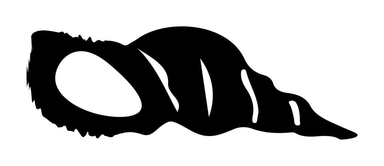 A Black Silhouette Of Spiral Shaped Seashell shell white marine