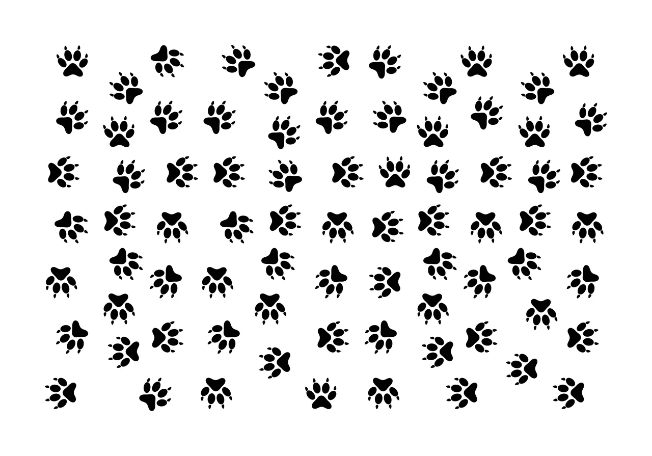 Animal paw prints Illustration with claws, pads and toes in black and white