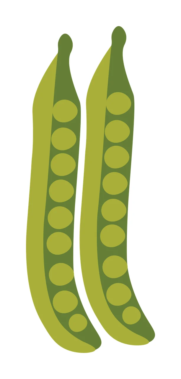 Pea pods Illustration with peas, seeds and shells in light green, olive green and dark green