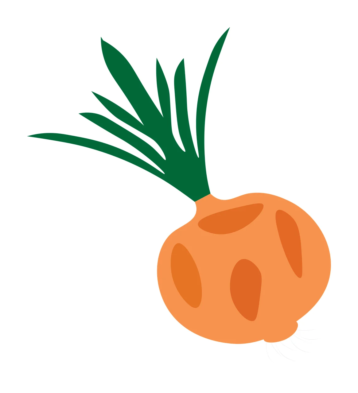 Onion bulb Illustration with orange bulb, dark green leaves, white roots and shading spots